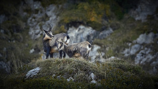 Les Chamois